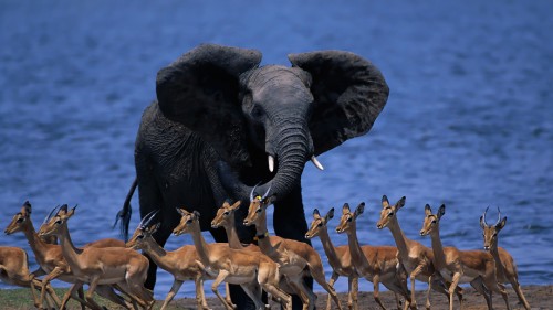 Image brown and black elephants on water during daytime