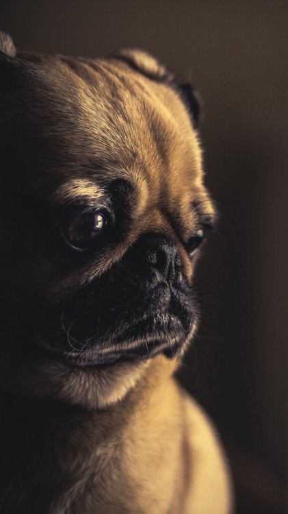 Lindo Perrito Triste, Pug, Cachorro, Puggle, Pastor Alemán. Wallpaper in 1080x1920 Resolution