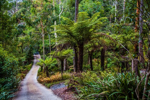 Image woman in white shirt walking on pathway between green trees during daytime