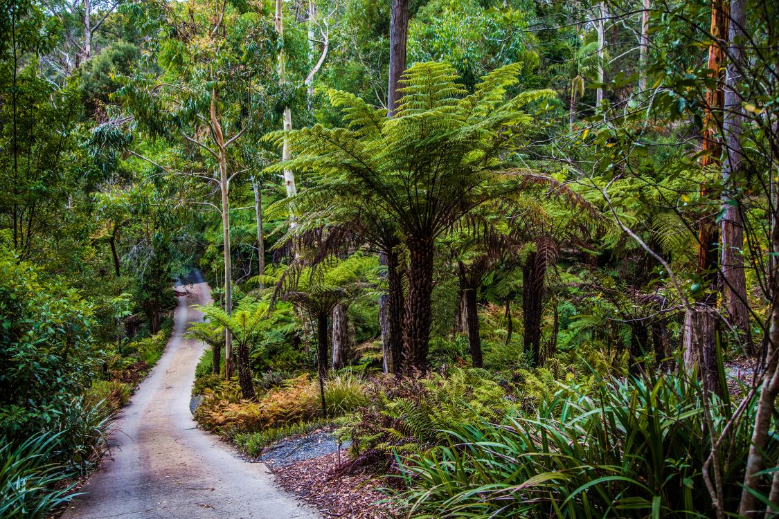 woman in white shirt walking on pathway between green trees during daytime