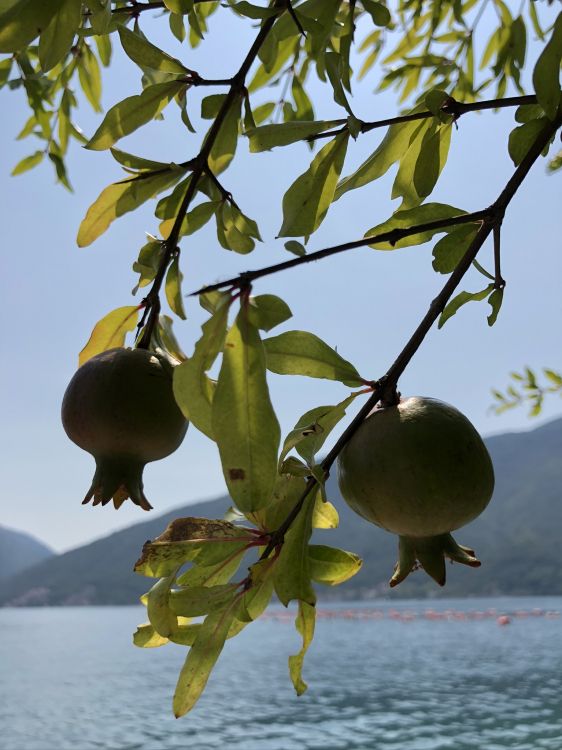 Flora, Obstbaum, Wissenschaft, Biologie, Branch. Wallpaper in 1536x2048 Resolution