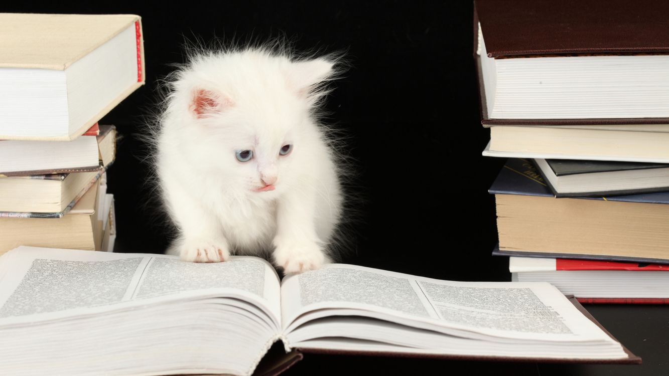 Animaux Mignons Sur Des Livres, Chaton, Chat, Chien, Chat Tigré. Wallpaper in 5120x2880 Resolution
