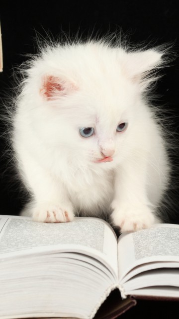Image cute animals on books, kitten, cat, dog, tabby cat