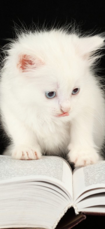 Image cute animals on books, kitten, cat, dog, tabby cat