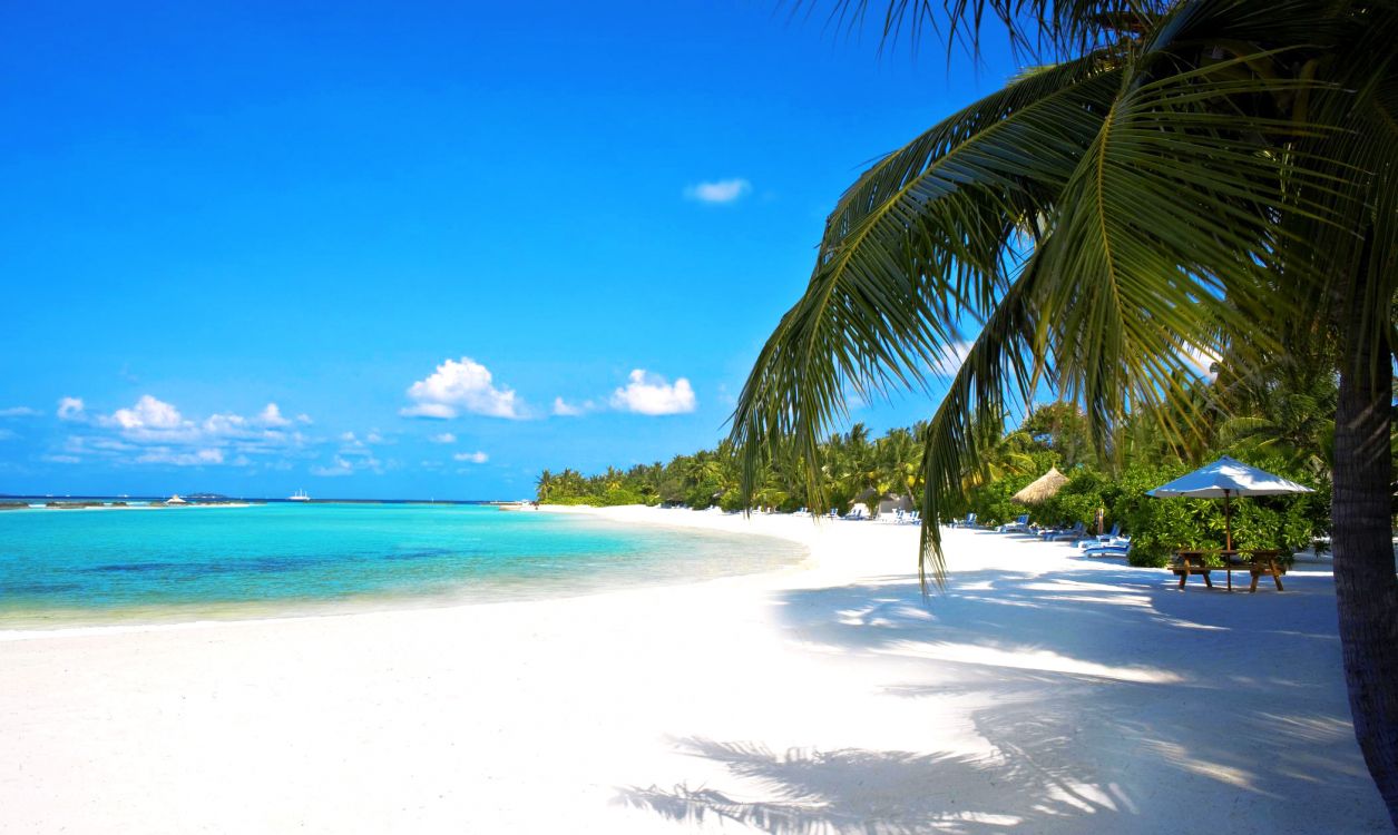 Palmera Verde en la Orilla de la Playa Durante el Día. Wallpaper in 2100x1254 Resolution