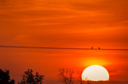 Image silhouette of trees and post lamp during sunset