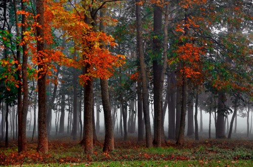 Image brown and green trees on forest during daytime