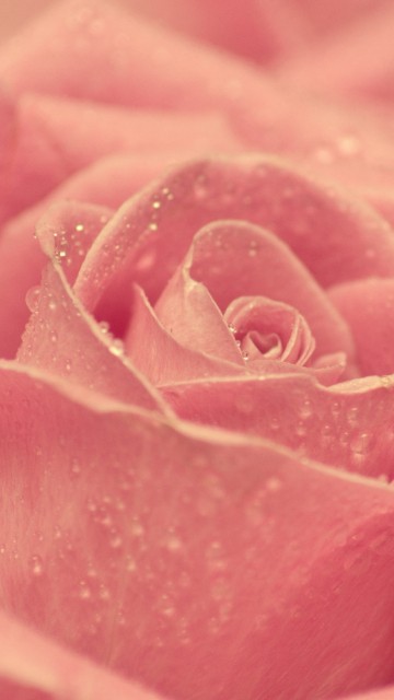 Image pink rose in close up photography