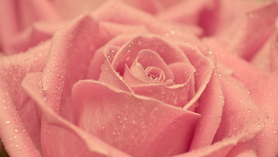 Image pink rose in close up photography