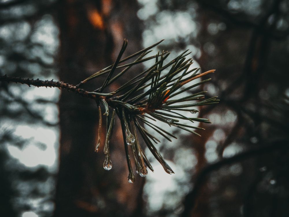 Tallo de la Planta Marrón en la Lente de Cambio de Inclinación. Wallpaper in 4608x3456 Resolution