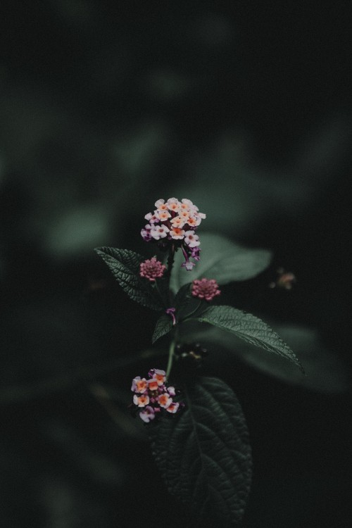 Image pink flower with green leaves