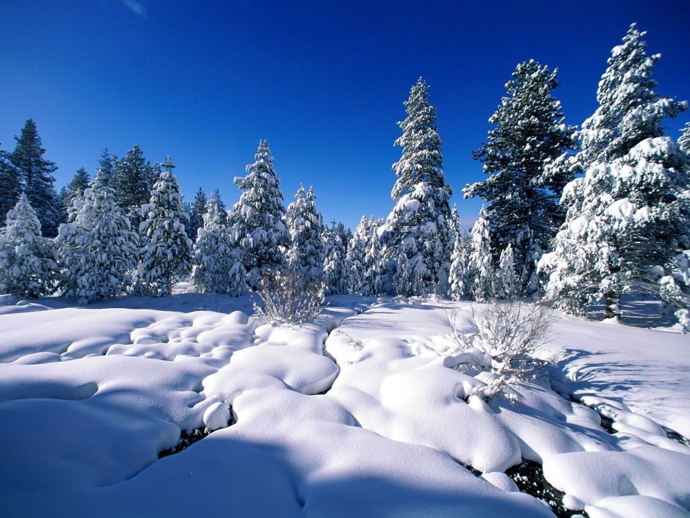 Árboles Cubiertos de Nieve Bajo un Cielo Azul Durante el Día. Wallpaper in 2560x1920 Resolution