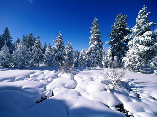 Image snow covered trees under blue sky during daytime