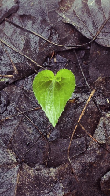 Image leaf, green, flower, plant, heart