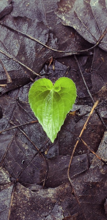 Image leaf, green, flower, plant, heart
