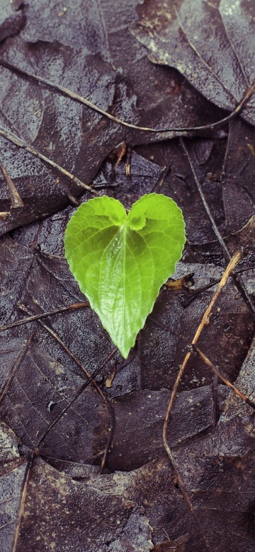 Image leaf, green, flower, plant, heart
