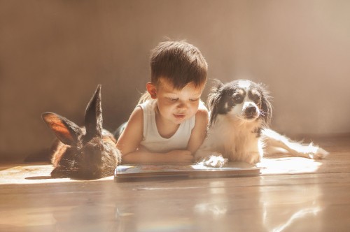 Image dog, rabbit, dog breed, child, puppy love