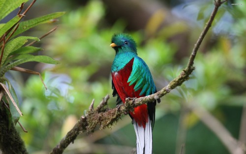 Image blue green and red bird on brown tree branch during daytime