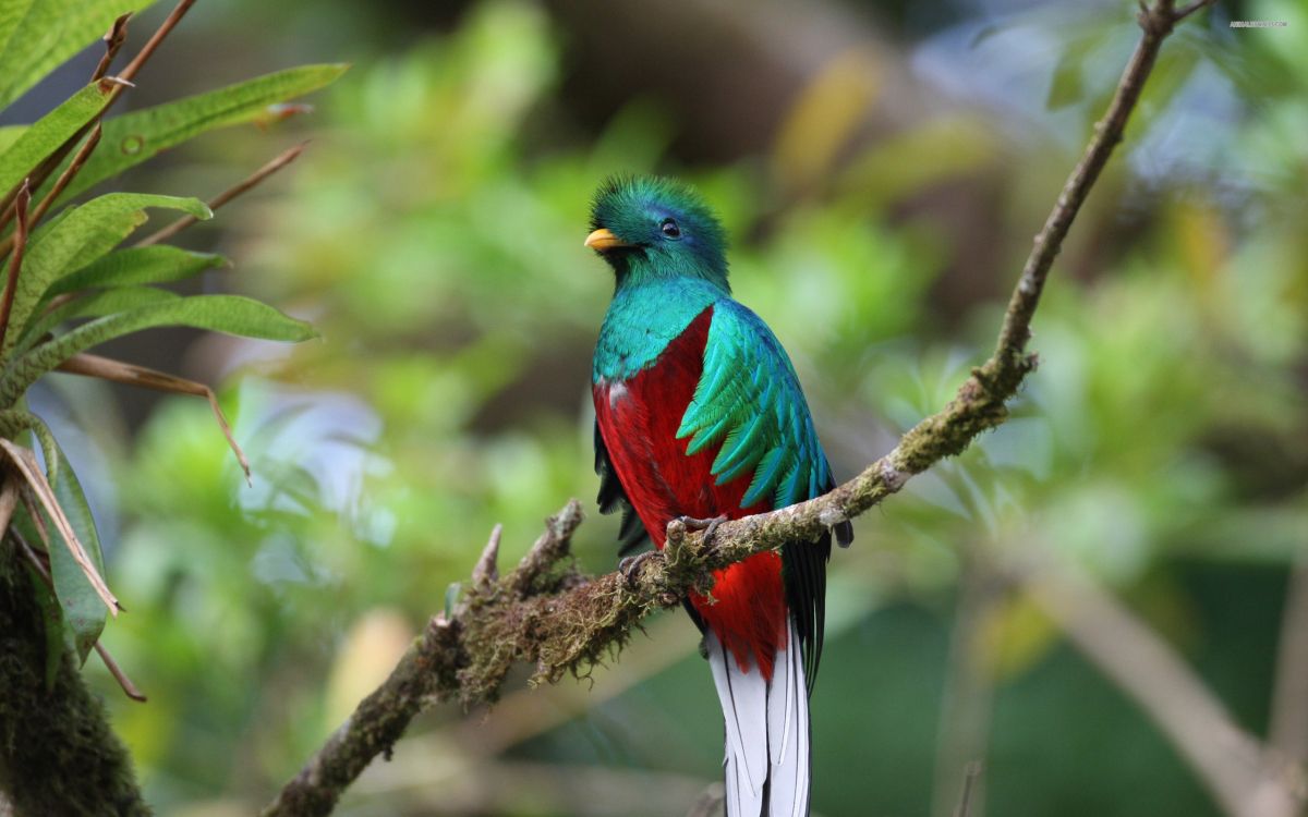 blue green and red bird on brown tree branch during daytime