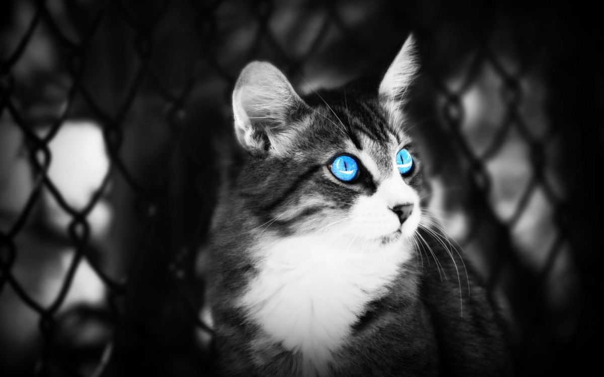 gray scale photo of cat