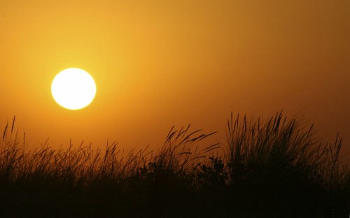 Image silhouette of grass during sunset