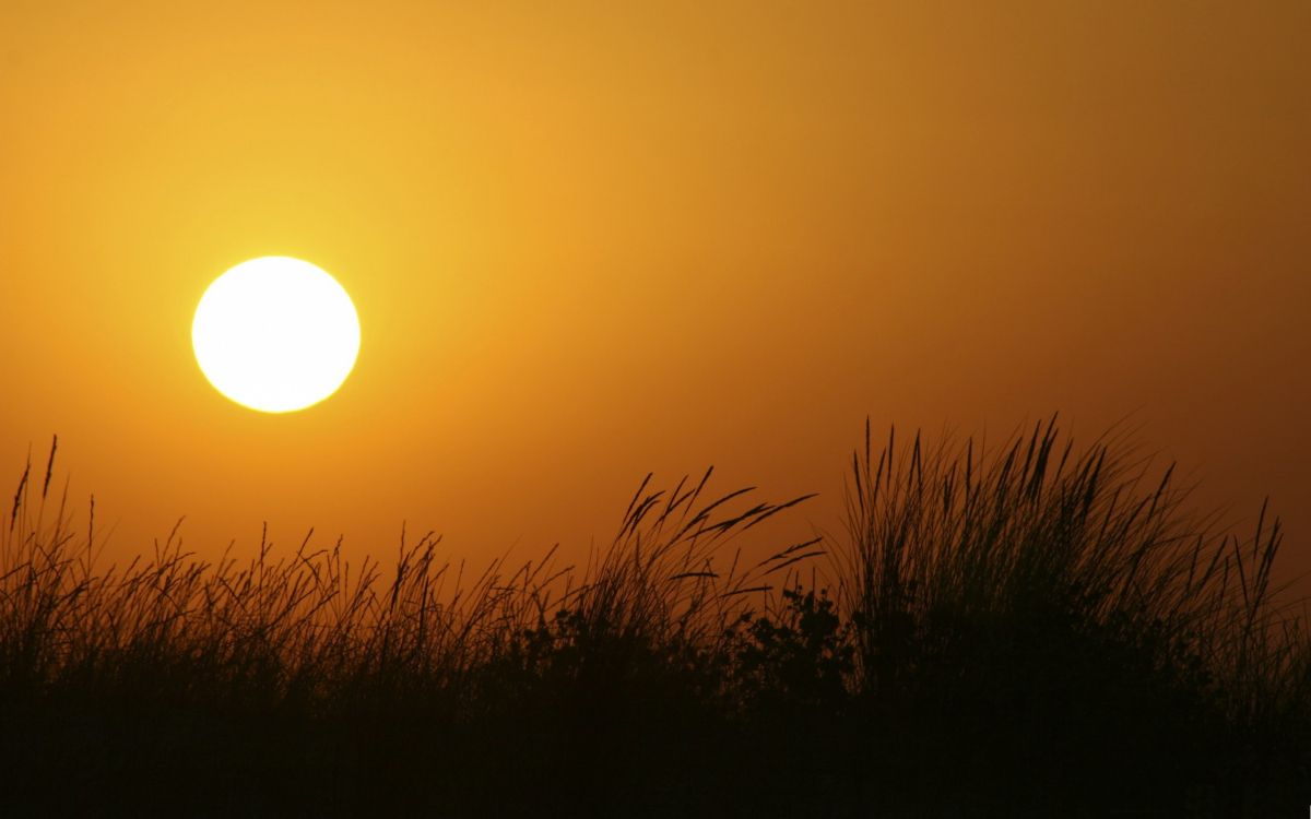 silhouette of grass during sunset