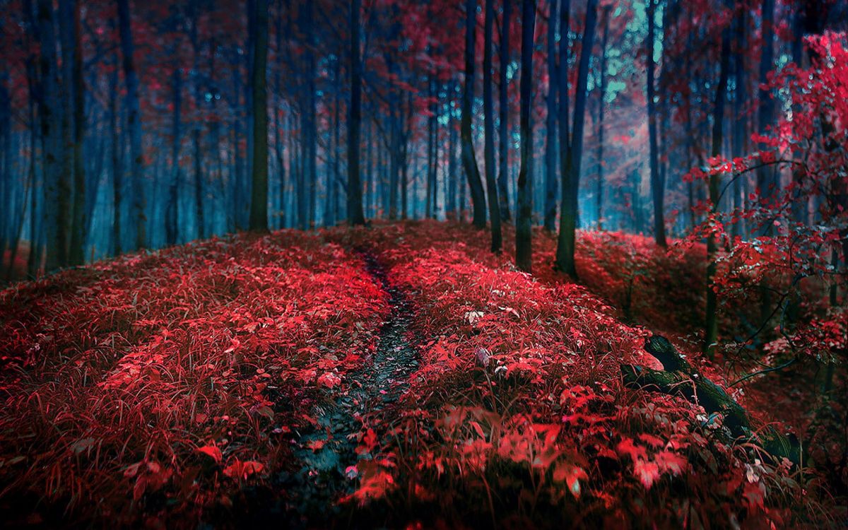 red and green grass on forest during daytime