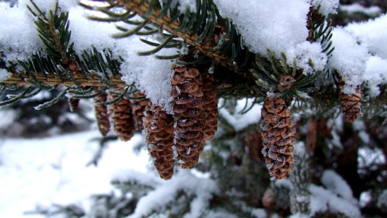 Image brown plant covered with snow