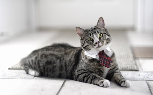 Image brown tabby cat with red and white checked bowtie