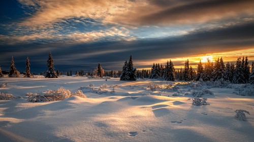 Image snow covered field with trees under blue sky and white clouds during daytime