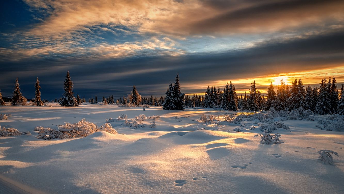 snow covered field with trees under blue sky and white clouds during daytime