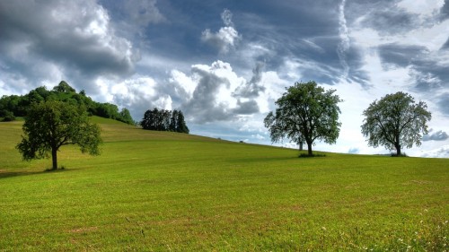 Image green grass field with trees under white clouds and blue sky during daytime