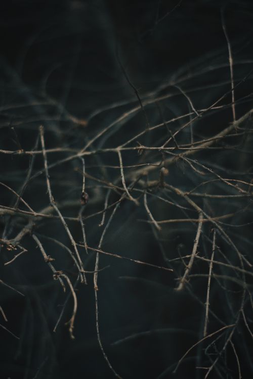 branch, tree, twig, plant, sky