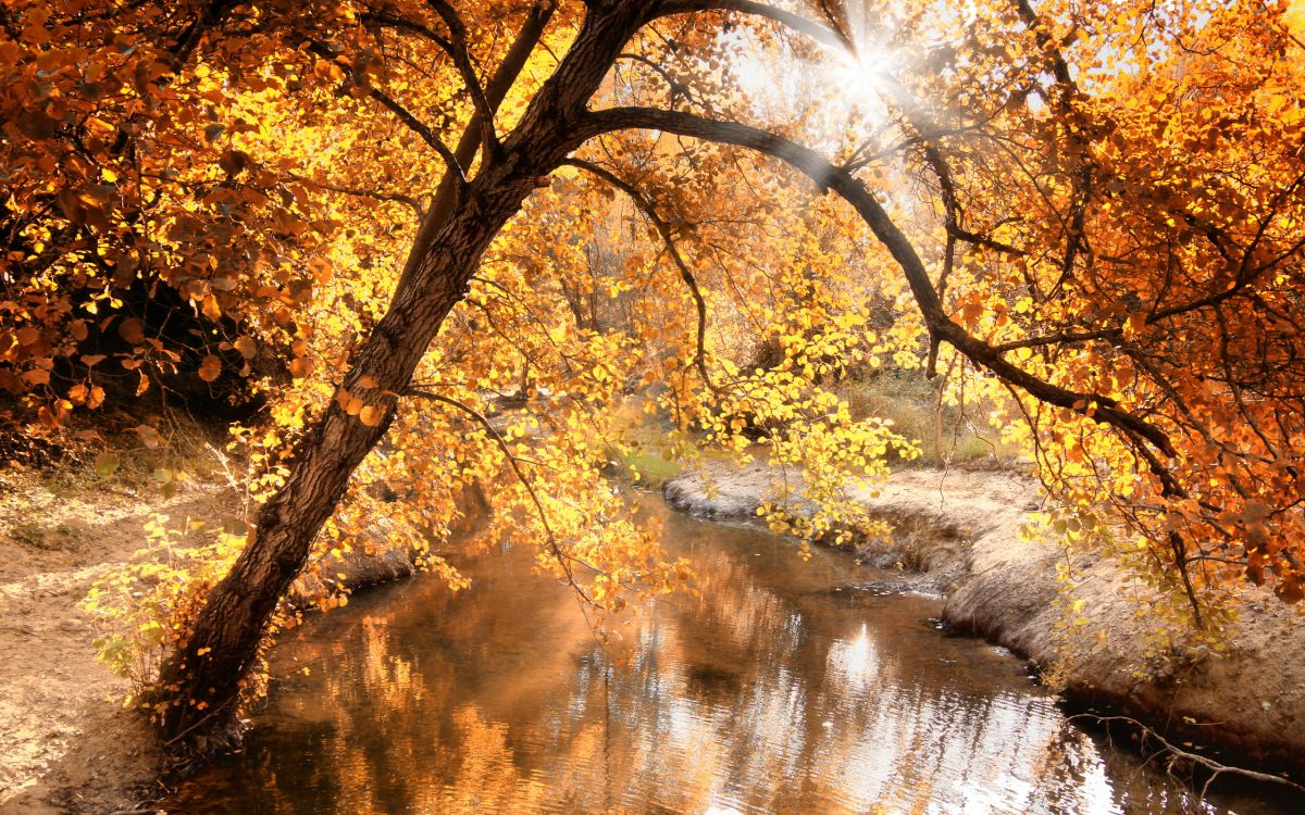 yellow leaf trees near river during daytime