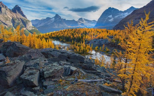 Image green trees on rocky mountain during daytime