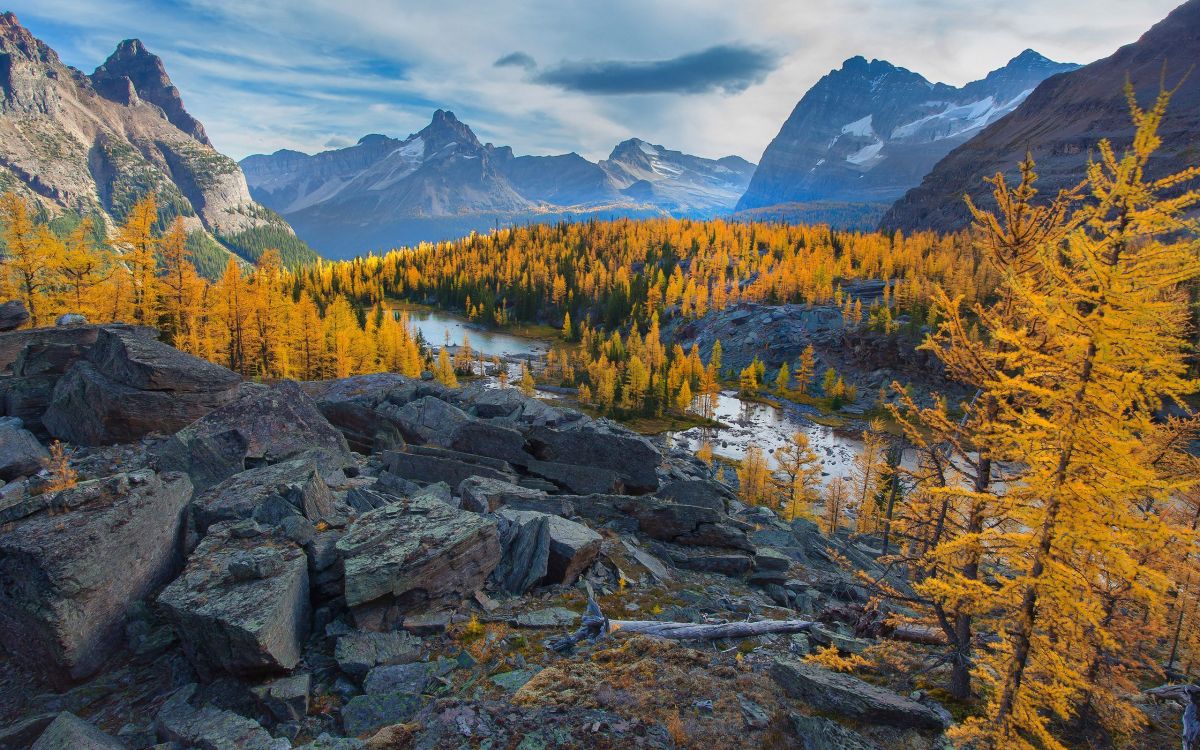 green trees on rocky mountain during daytime