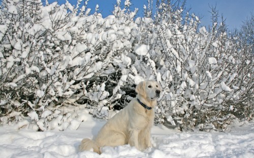 Image white short coated dog on snow covered ground during daytime