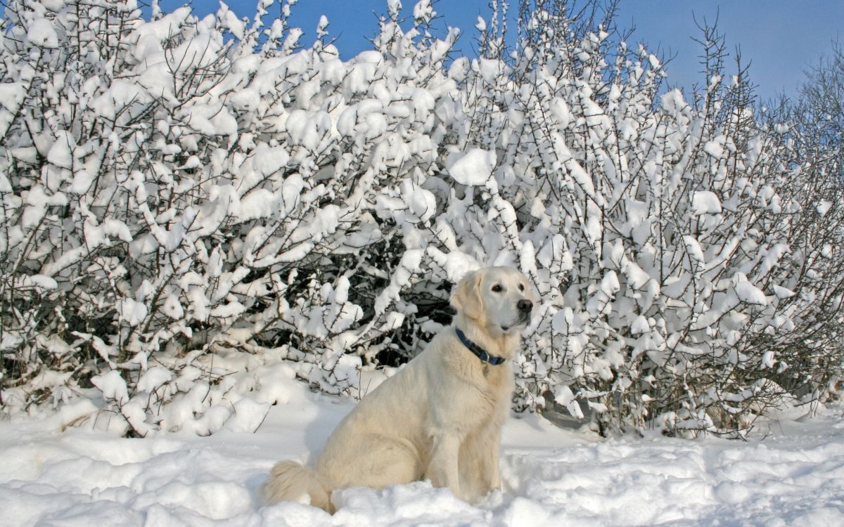 white short coated dog on snow covered ground during daytime