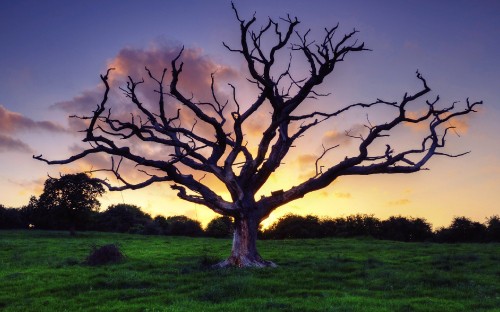 Image leafless tree on green grass field during sunset