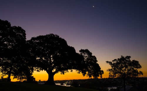 Image silhouette of tree during sunset