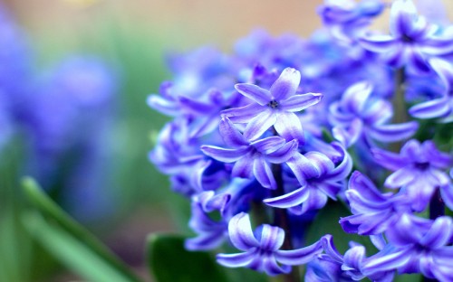 Image purple flower in macro lens