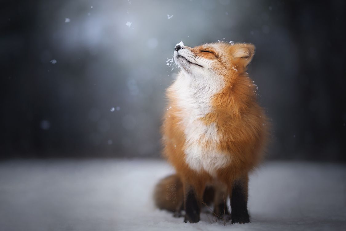 Renard Brun Sur Sol Couvert de Neige. Wallpaper in 2048x1365 Resolution