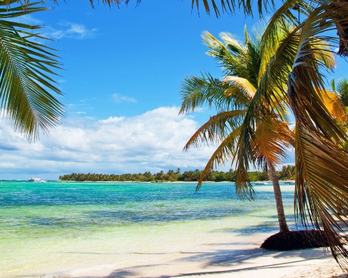 Image green palm tree on white sand beach during daytime