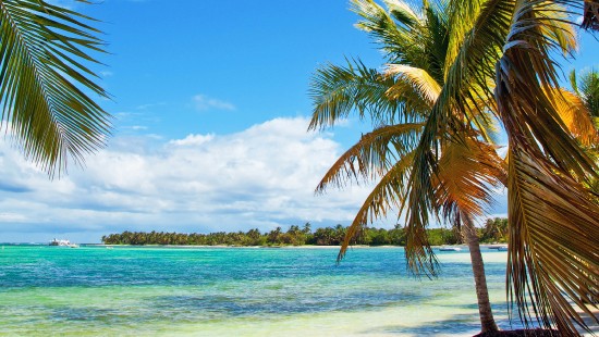 Image green palm tree on white sand beach during daytime