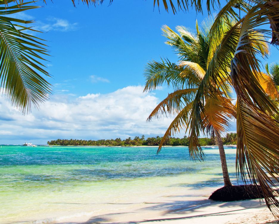 green palm tree on white sand beach during daytime