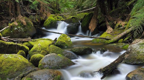 Image green moss on rocks in river