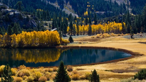 Image green trees near lake during daytime