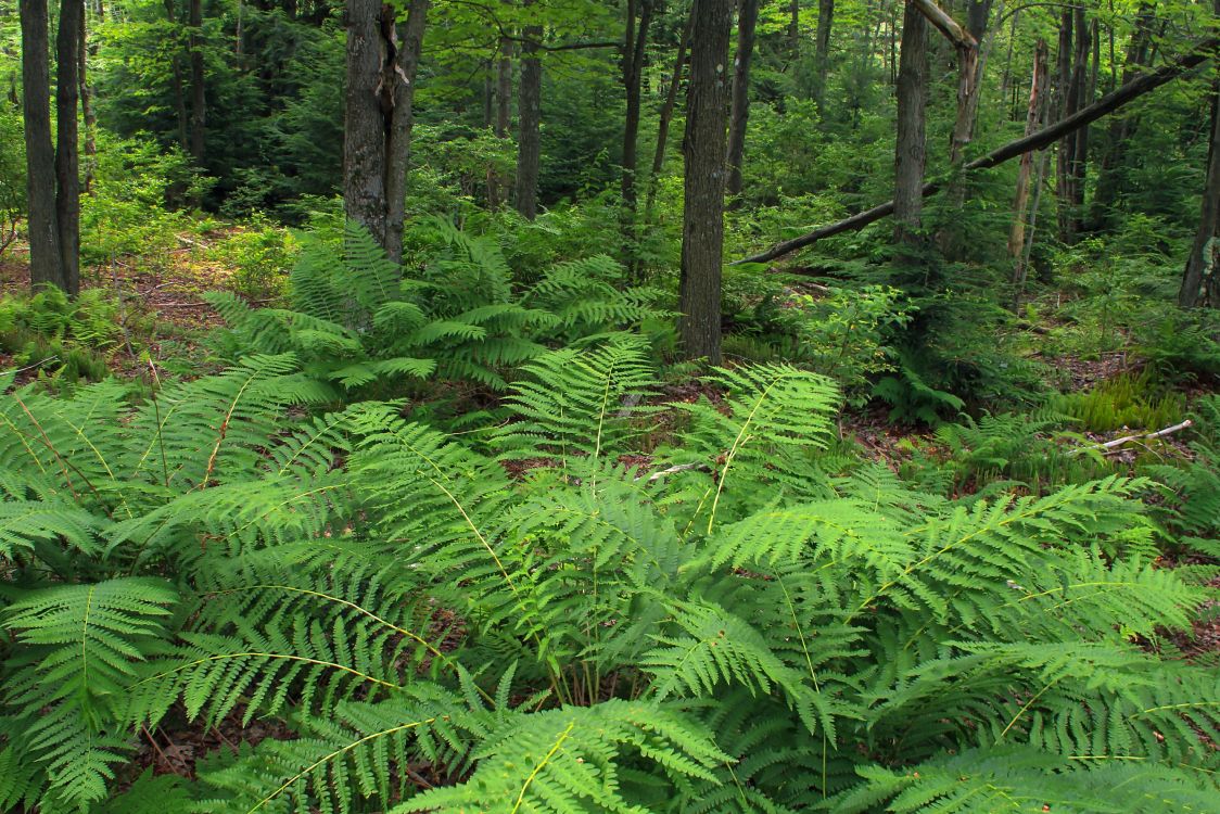 Grüne Farnpflanzen Und Bäume Tagsüber. Wallpaper in 4924x3283 Resolution