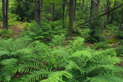 Image green fern plants and trees during daytime