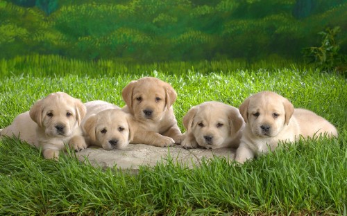 Image 2 yellow labrador retrievers on green grass field